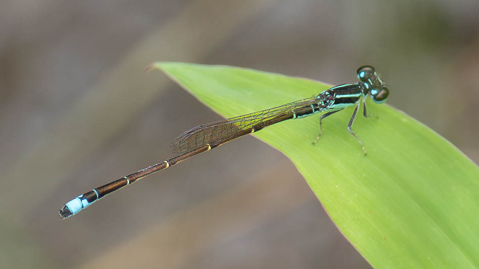 Ischnura capreolus (Tiny Forktail) male.jpg